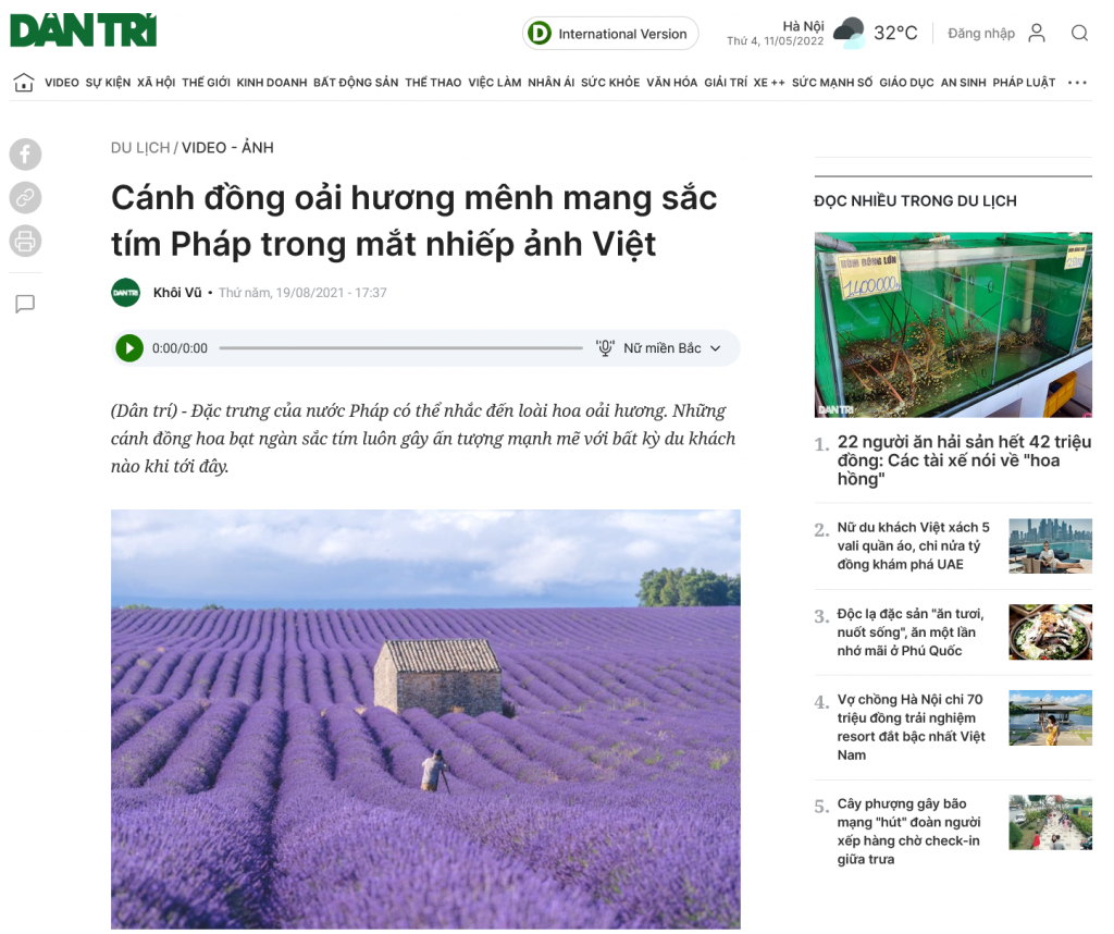 Lavender fields